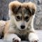 with your pet and meeting his various needs. VPA stuffed animals are another excellent way to keep your children occupi